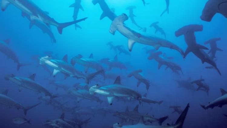 Haischule bei den Galapagos Inseln